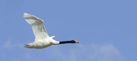 Cisne de Cuello Negro