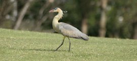 Garza Chiflón