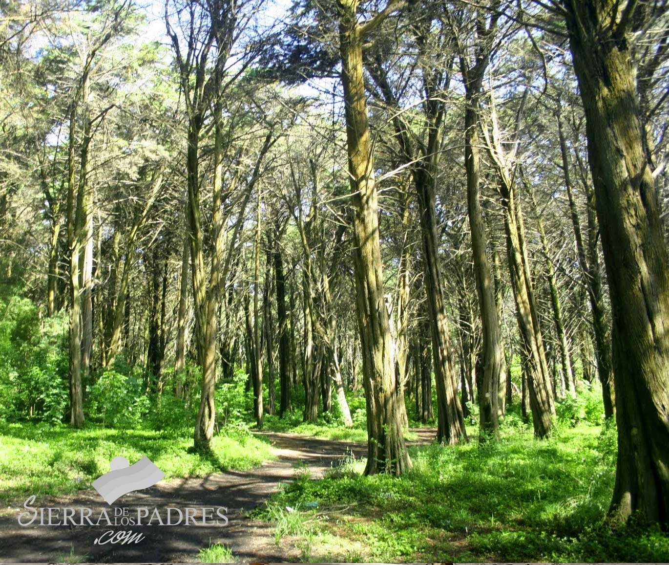 bosque-laguna-sierra Sierra De Los Padres - Listados de empresas - Sierra de los Padres